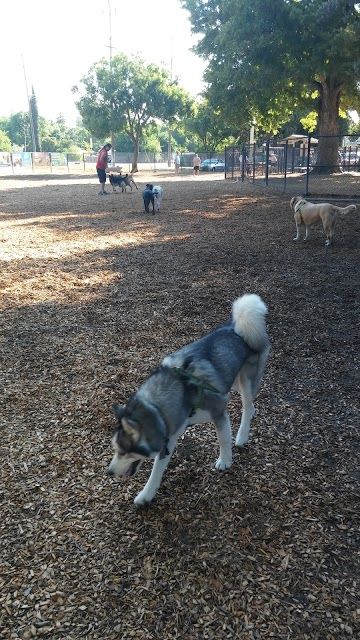 Elk Park / Modesto Dog Park